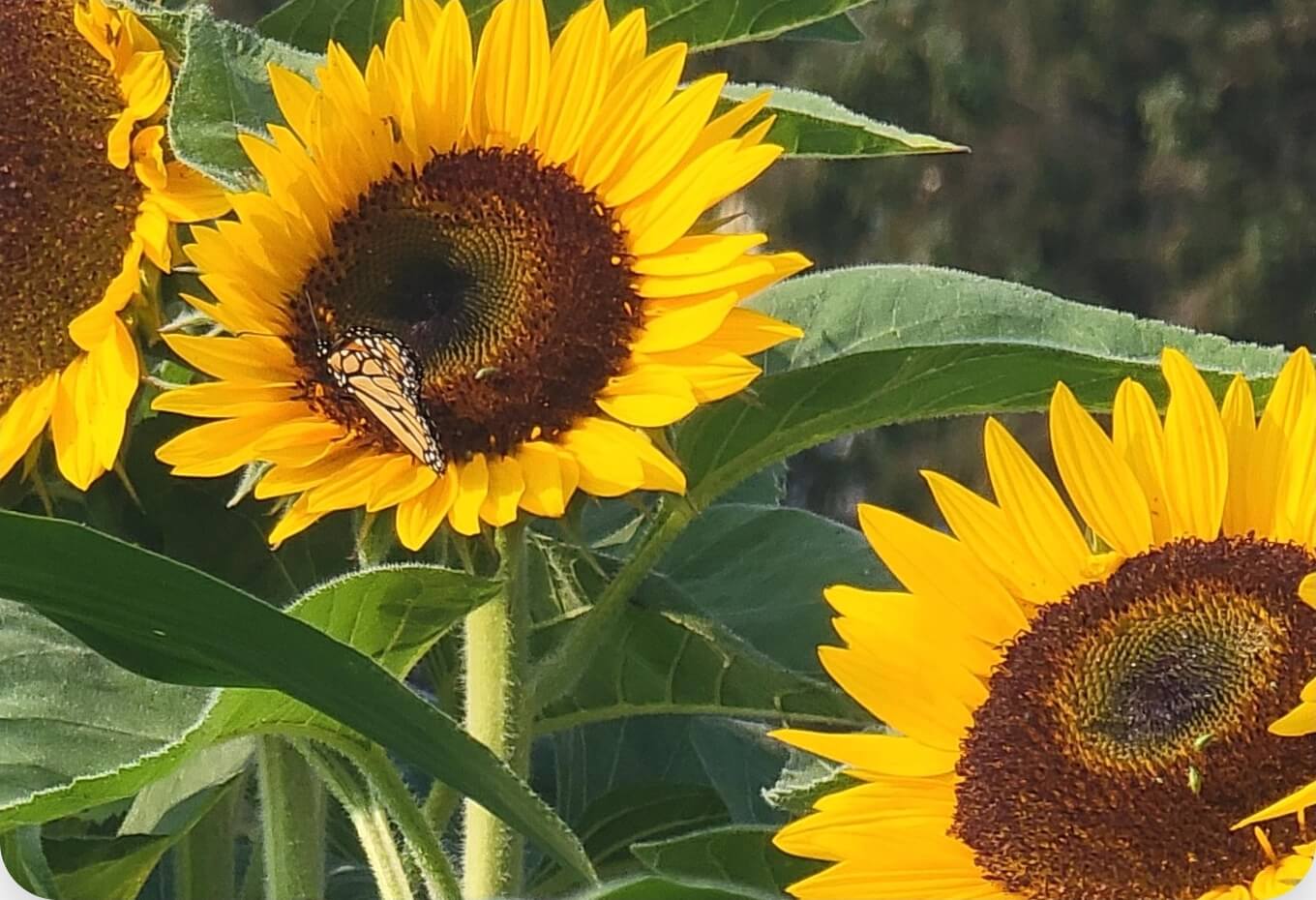 Sunflowers